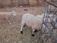 Widder, Cerry Hill sheep — Foto 1