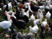 Chickens — الصورة 5