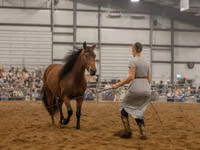 Jument, Friesian — photo 8