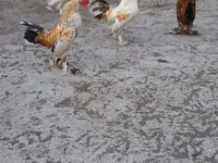 bantam japonais — photo 2