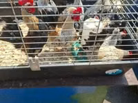 Bantam néerlandaise — photo 1