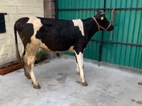 Vaca, Raza Holstein — foto 2