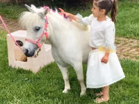 घोड़ी, Miniature horse — फ़ोटो 6