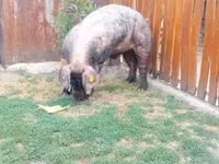 Babi jantan — foto 1