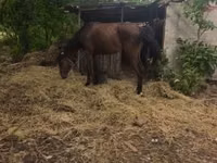 Jument, Chevaux — photo 2