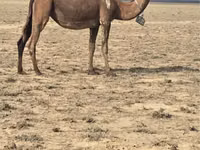 ラクダ（ロット、性別未指定）, Anafi camel — 写真 2