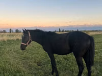 Caballo, Caballos — foto 2