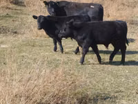 公牛, Swiss cattle — 照片 1
