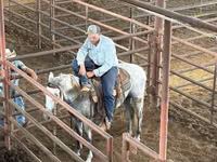 Caballo, Tennessee Walking Horse — foto 7