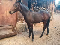 雄馬, French Trotter — 写真 5