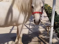 حصان, Shetland Pony — الصورة 1