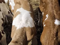 ثور, Simmental cattle — الصورة 2