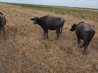 Vache, Buffle africain — photo 2