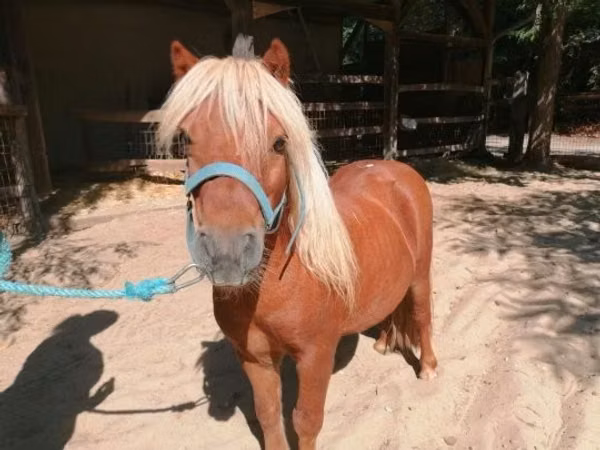 حصان, Shetland Pony