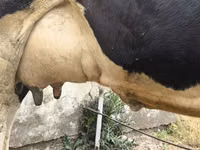 Sapi, Russian Black pied cattle — foto 7