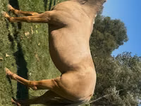 Stute, Quarter Horse — Foto 5
