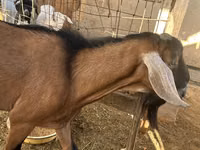 Ziegenbock, Nubian Goat — Foto 2