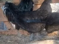 Ayam Cemani — photo 4