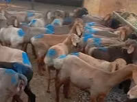 雄羊, Rhon sheep — 写真 2