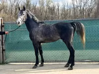 馬（ロット、性別未指定）, Lipizzaner — 写真 6