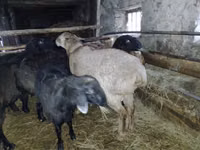 كبش, Edilbay sheep — الصورة 4