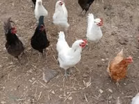 Gallo de pelea de fosa australiano — foto 5