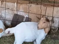 تيس, Boer goat — الصورة 2