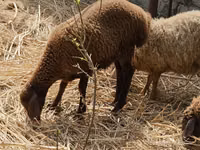 Sheep (batch, sex not specified), Karabakh sheep — photo 1