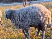Widder, Rhon sheep — Foto 3