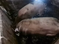 Eber, Schweine — Foto 2