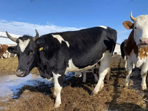 Kuh, Russian Black pied cattle
