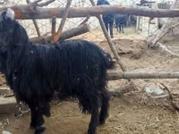 Chèvre, Dagestan coarsewool goat — photo 3