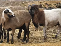 Oveja, Cameroon sheep — foto 1