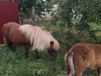 Jument, Australian Pony — photo 5