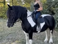 雌馬, Gypsy horse — 写真 2
