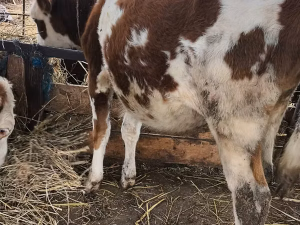 Taureau, Simmental cattle