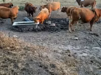 Vaca, Simmental cattle — foto 1