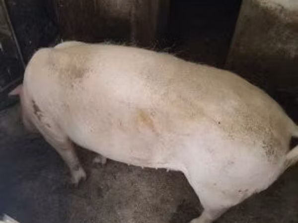 Babi betina, 
