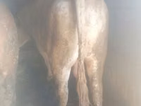 公牛, Auliyeatinskaya breed — 照片 2