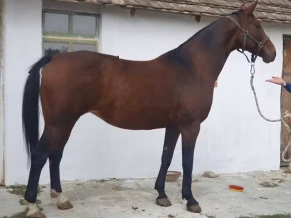 Jument, Chevaux