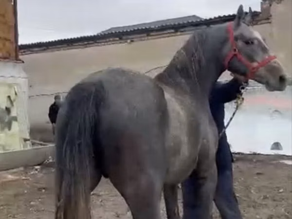 Hengst, Orlov Trotter