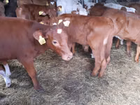 Banteng, Simmental cattle — foto 2
