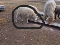 Widder, White Suffolk sheep — Foto 3