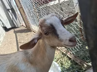 Billy Goat, Alpine goat — photo 1