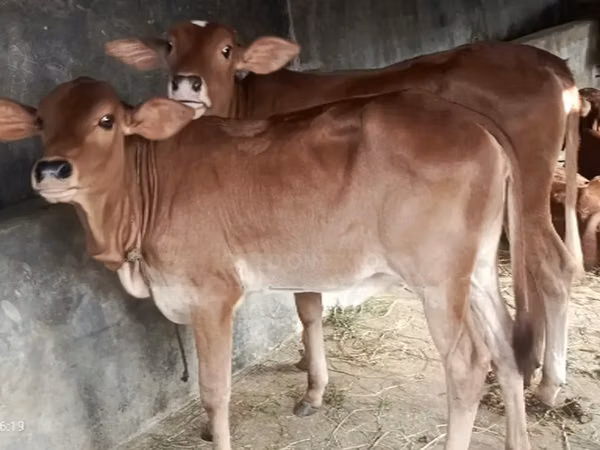 母牛, Brahman