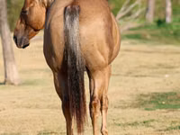Hengst, Quarter Horse — Foto 5