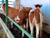 Vache, Simmental cattle — photo 1