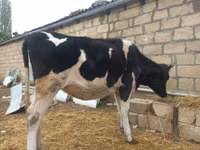 Toro, Russian Black pied cattle — foto 1