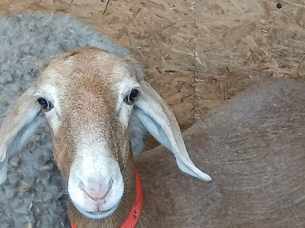Brebis, Arashan sheep