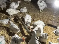 Brahma — Foto 4